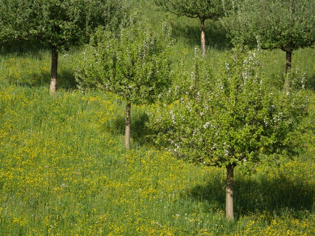 Allergies saisonnières : Comment vous prémunir efficacement ?